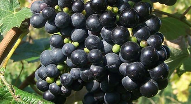 Geo015 12a Otskhanuri Sapere Bunch