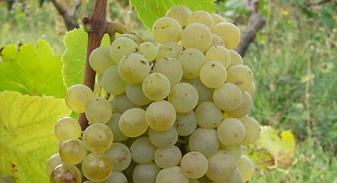 Sakmiela Grapes Georgia Wine1