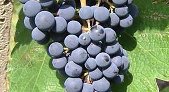 Chkhaveri