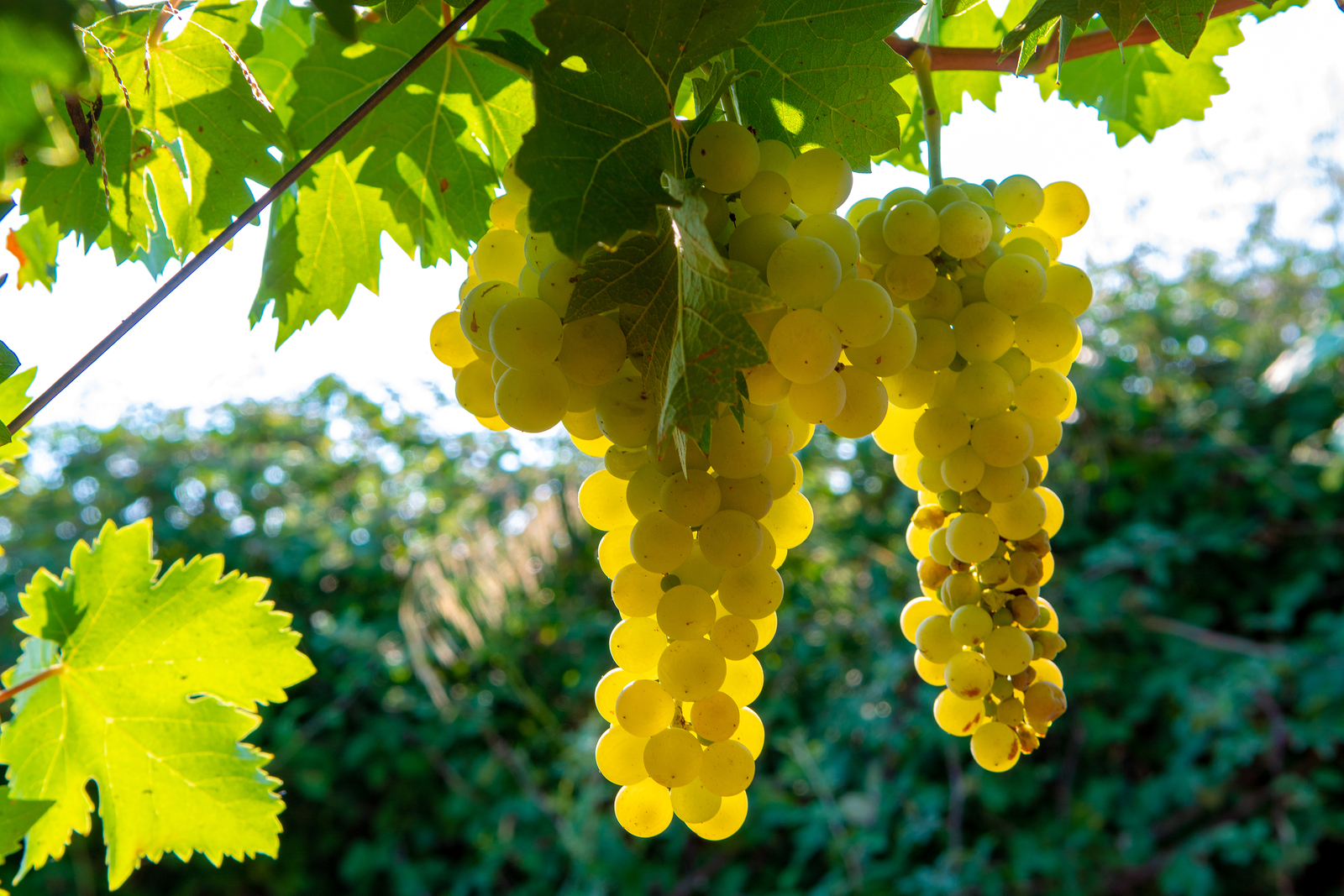 Ripe white wine grapes plants on vineyard in france, white ripe