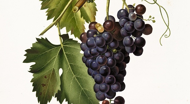 Uva Moscadella Nera