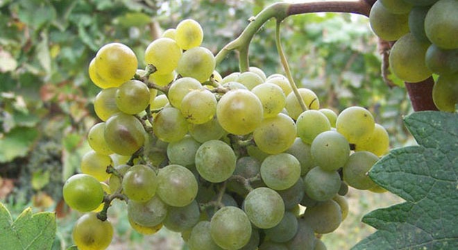 Tsolikouri Grapes Wine Georgiav2