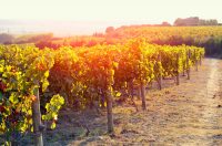 Vineyards in autumn harvest