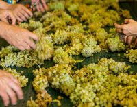 Sfd tannins in white wine fd9 50137 working with white grapes co clos mogador 2520x1420 768x432