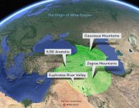 Origin of wine grapes 2020 map