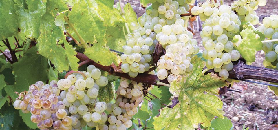 Grapes
