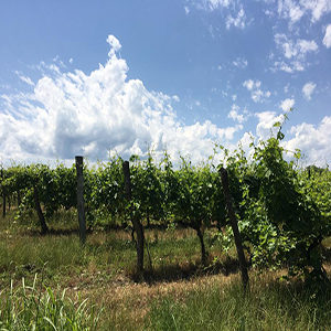 Winerypi feat