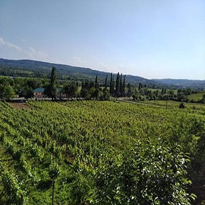 Zodi featured
