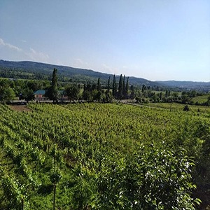 Zodi featured