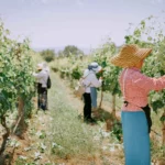 05 23 Georgian Wine Perception HERO Chateau Mukhrani Vineyards 1920x1280