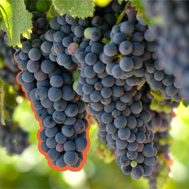 Grapes-on-vineyard-1x1 Grapes on vineyard