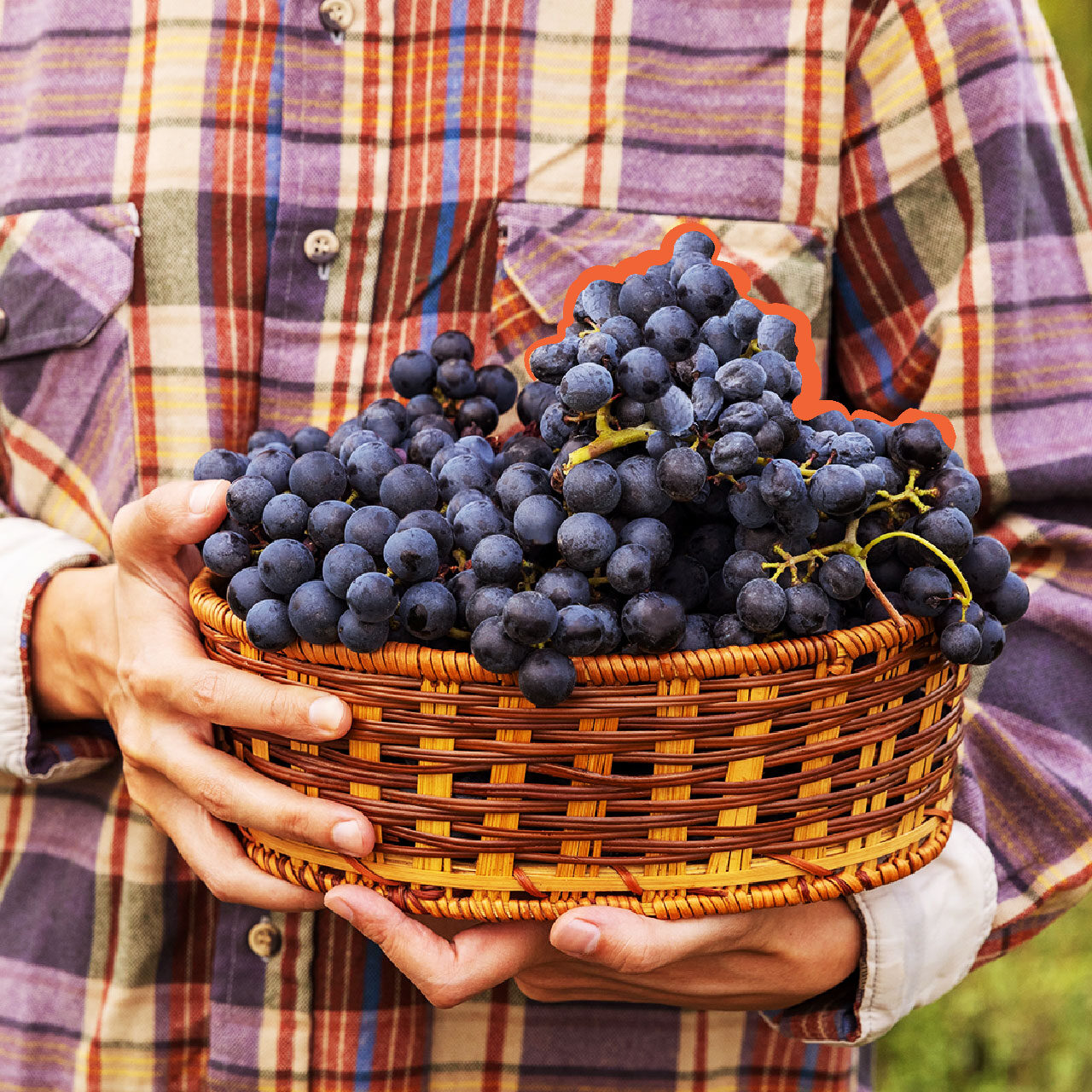 Man-holding-a-grapes-basket Man Holding A Grapes Basket