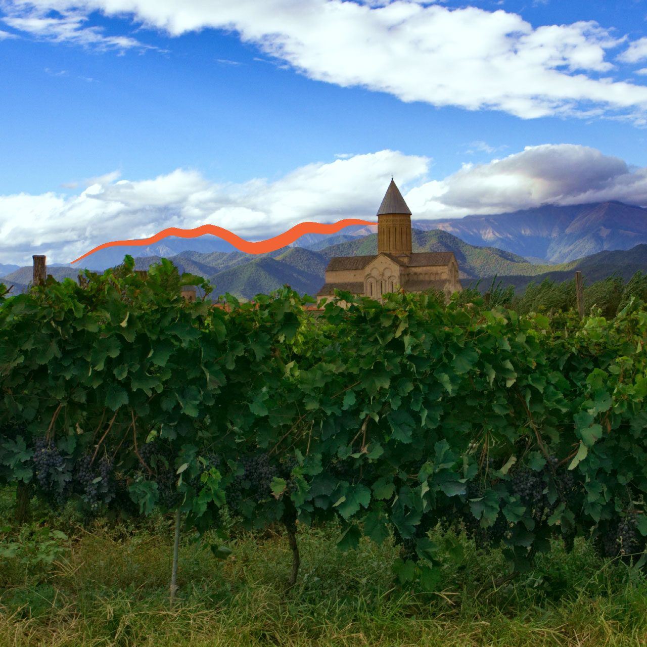 Vineyard-with-mountians-background Vineyard With Mountians Background